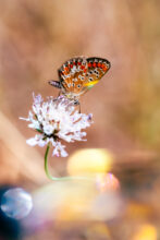 macro 2 site nicolas