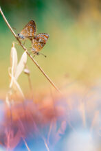 macro 3 site nicolas