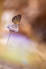 macro 4 site nicolas