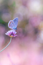 macro 4 site nicolas