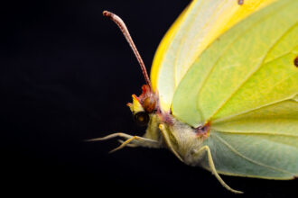 macro 7 site nicolas