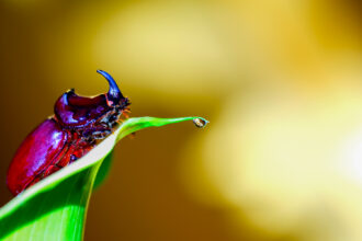 macro 9 site nicolas