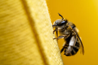 macro abeille minimalisme site