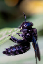 macro abeille noire site