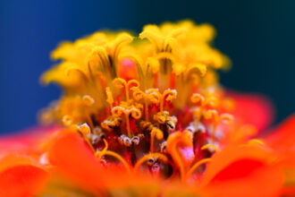 macro1 site nicolas