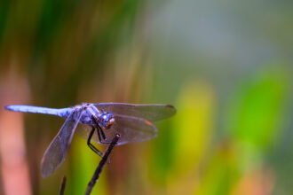 macro13 site nicolas