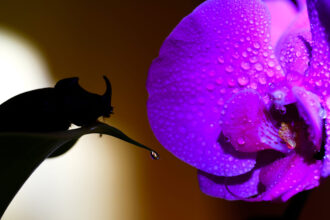 scarabé contraste fleur